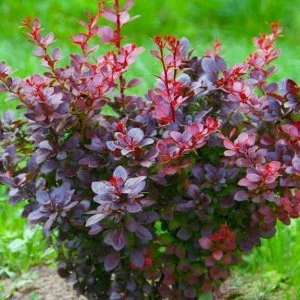 Berberis